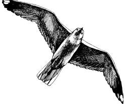 Pájaro