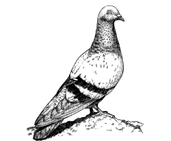 Paloma