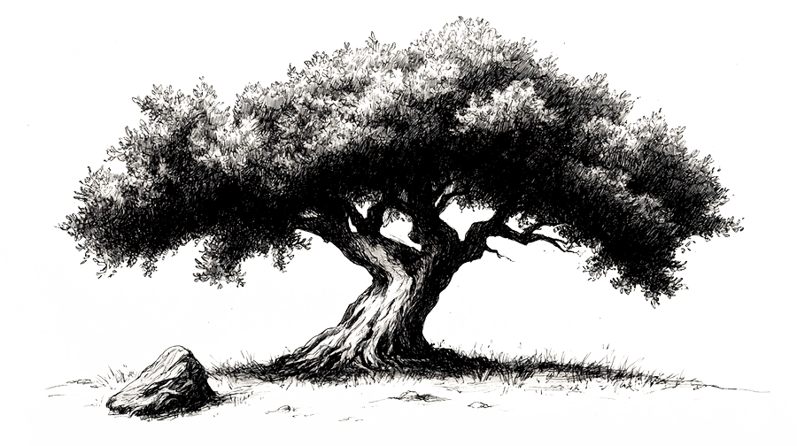 imagen de un arbol centenario en un bosque mágico del Baztan